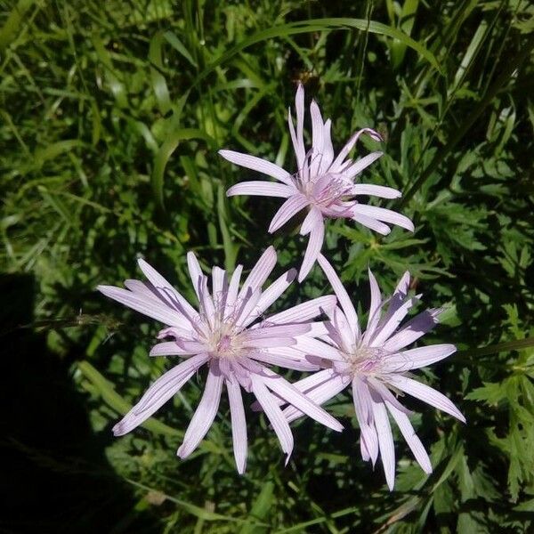Podospermum purpureum Kwiat