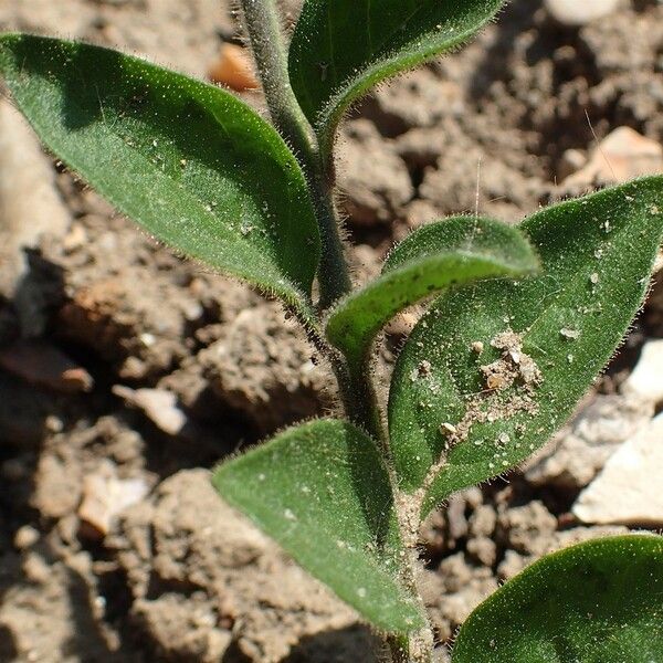 Petunia integrifolia Bark