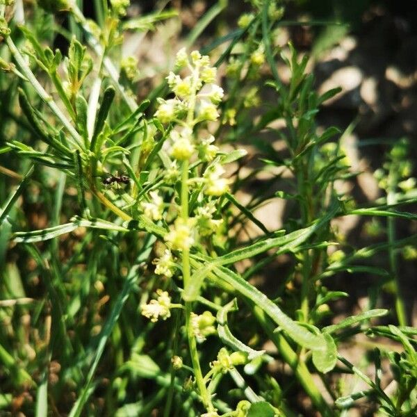 Reseda lutea Fiore