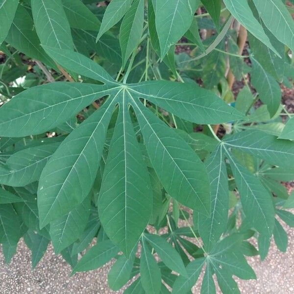 Manihot esculenta Blatt