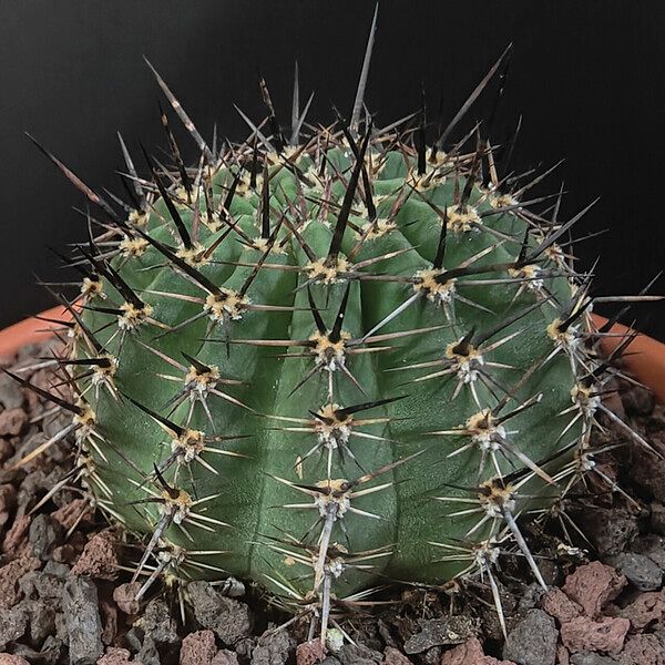 Echinopsis aurea Hàbitat