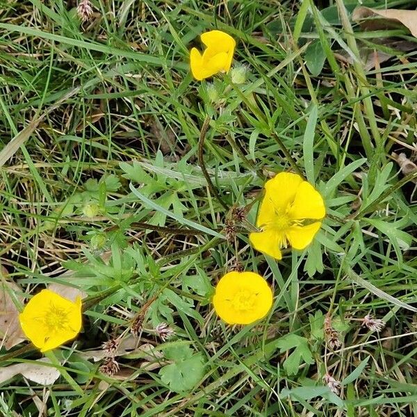 Ranunculus macrophyllus Flower