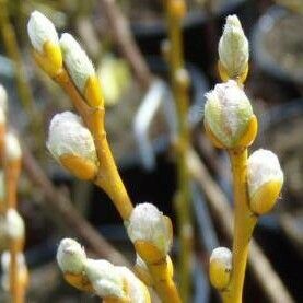 Salix bicolor Kvet