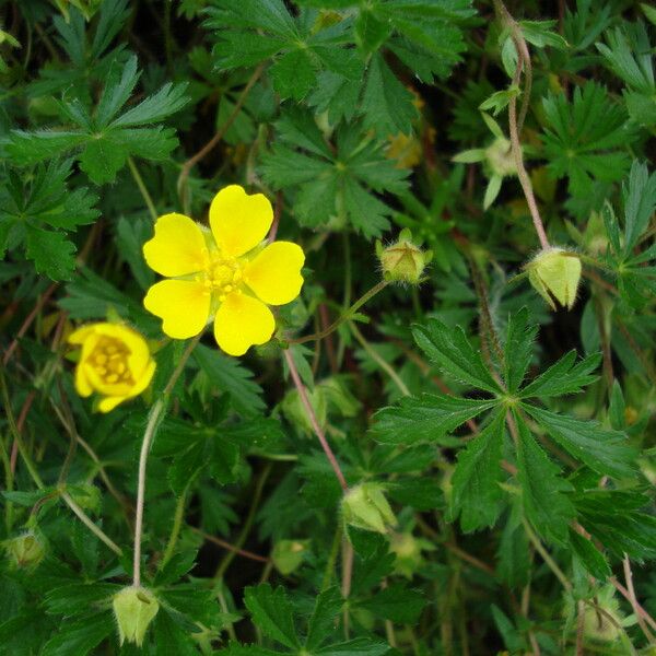 Potentilla thuringiaca Kvet