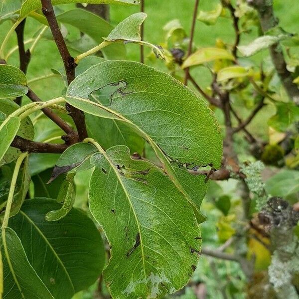 Pyrus communis List