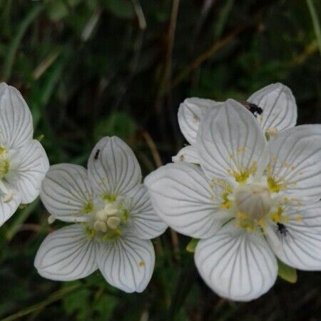 Parnassia palustris Bloem