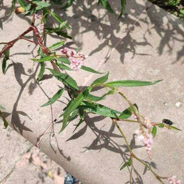 Polygonum persicaria برگ