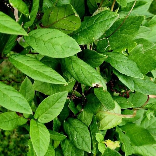 Cobaea scandens 葉