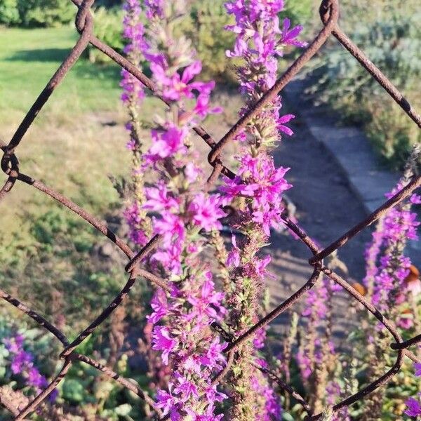 Lythrum virgatum Blomst