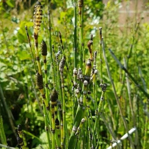 Equisetum variegatum Blomst