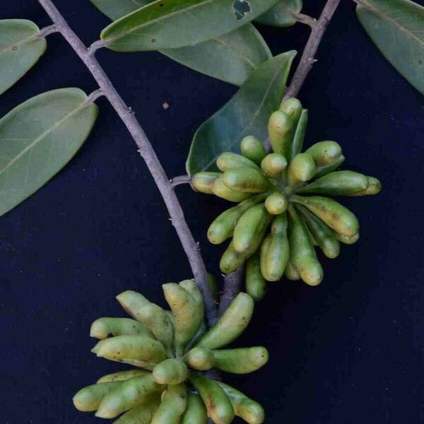 Xylopia aromatica Fruit