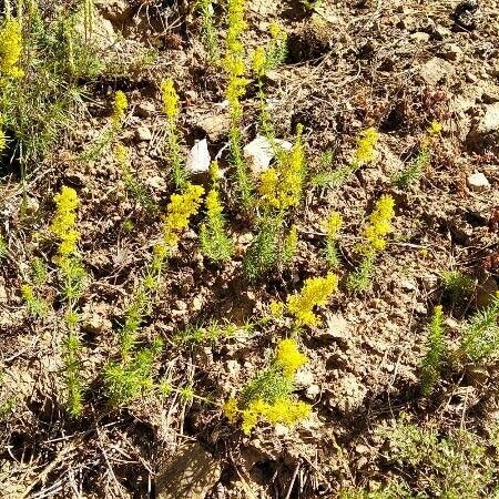 Achillea ageratum Habit