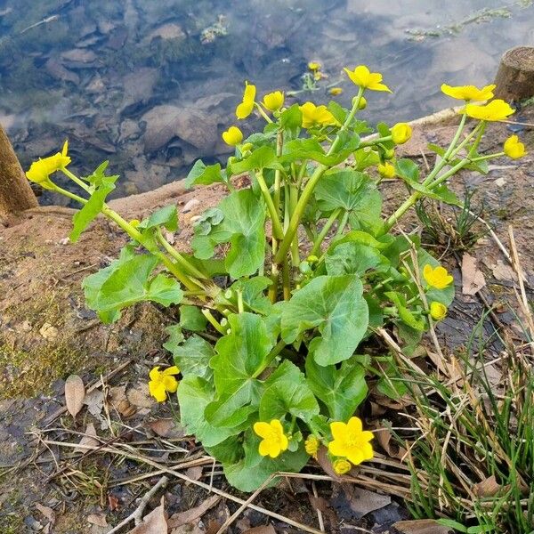 Caltha palustris Агульны выгляд