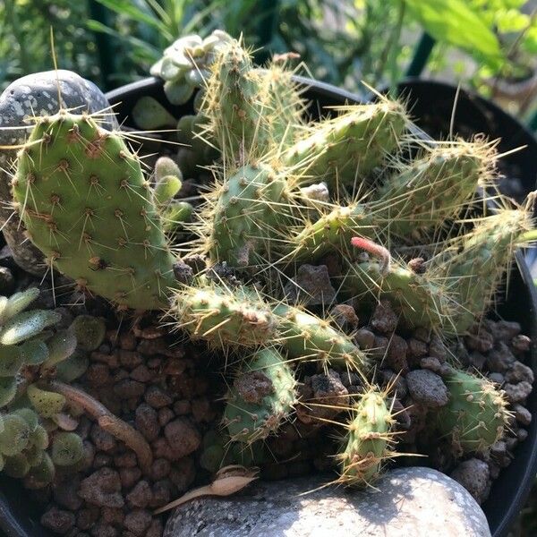 Opuntia polyacantha Hostoa