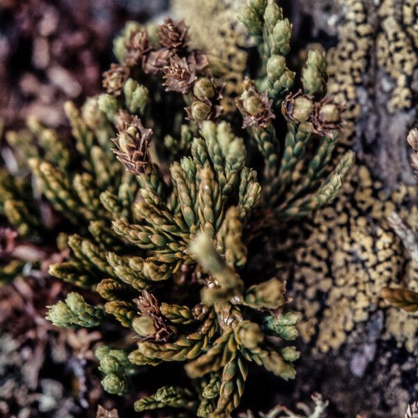 Lycopodium alpinum Leaf