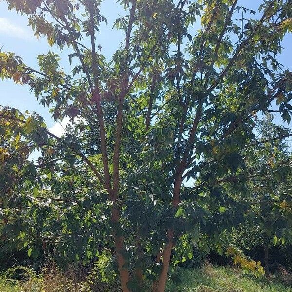 Fraxinus pennsylvanica Alkat (teljes növény)