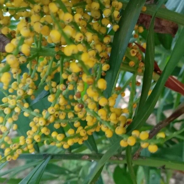 Chamaedorea elegans Fruit