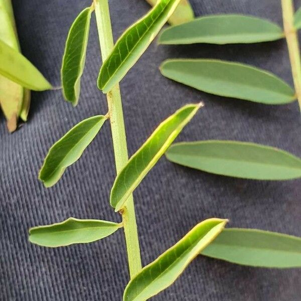 Astragalus atropilosulus Blad