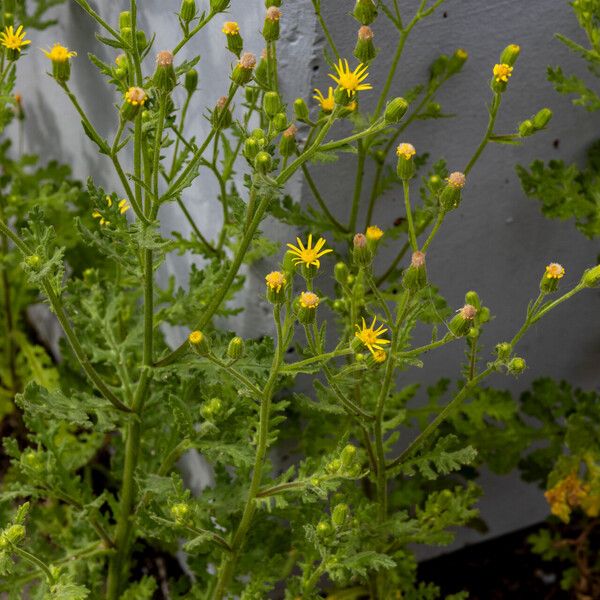 Senecio viscosus Bloem