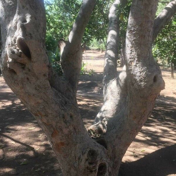 Ficus salicifolia Koor