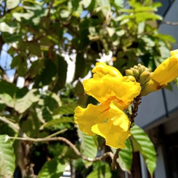 Markhamia lutea Bloem