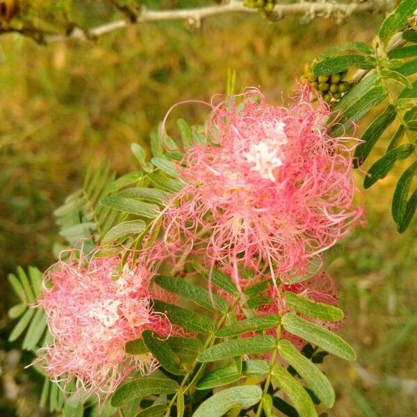 Calliandra surinamensis Žiedas