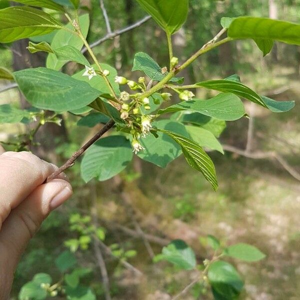 Frangula alnus Leaf