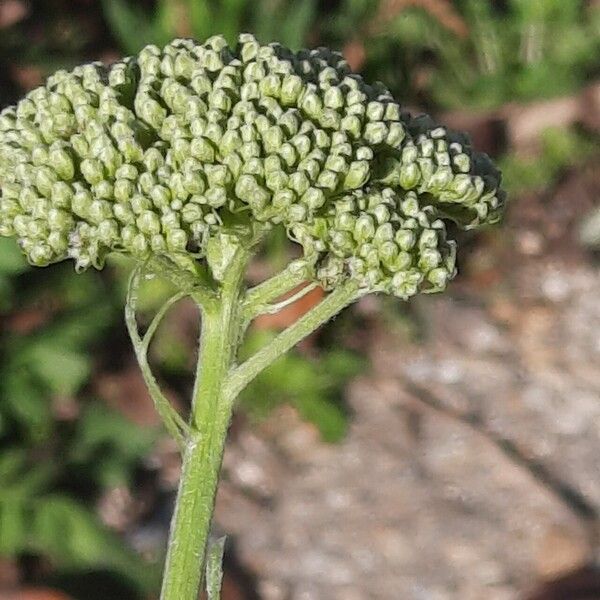 Achillea filipendulina 花