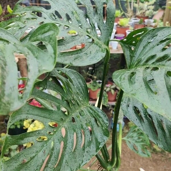 Monstera punctulata Leaf