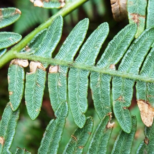 Pteridium aquilinum Blatt