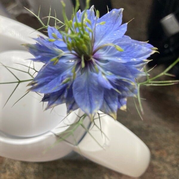 Nigella sativa Flor