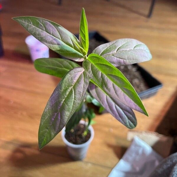 Asclepias incarnata Leaf