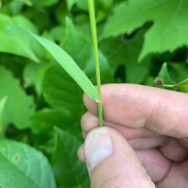 Agrostis gigantea Folla