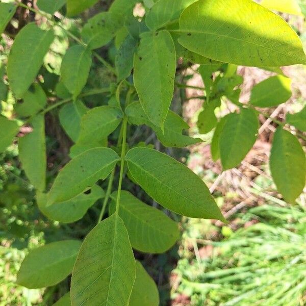 Juglans regia Folha