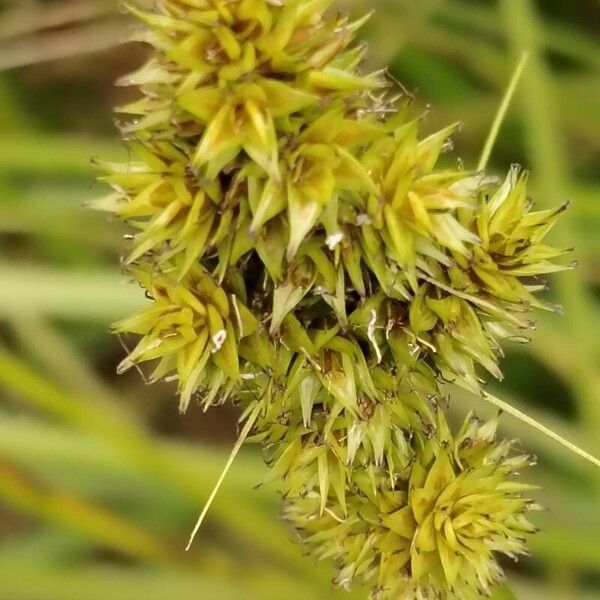 Carex otrubae Flor