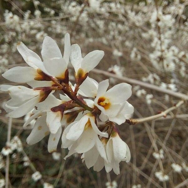 Abeliophyllum distichum Çiçek