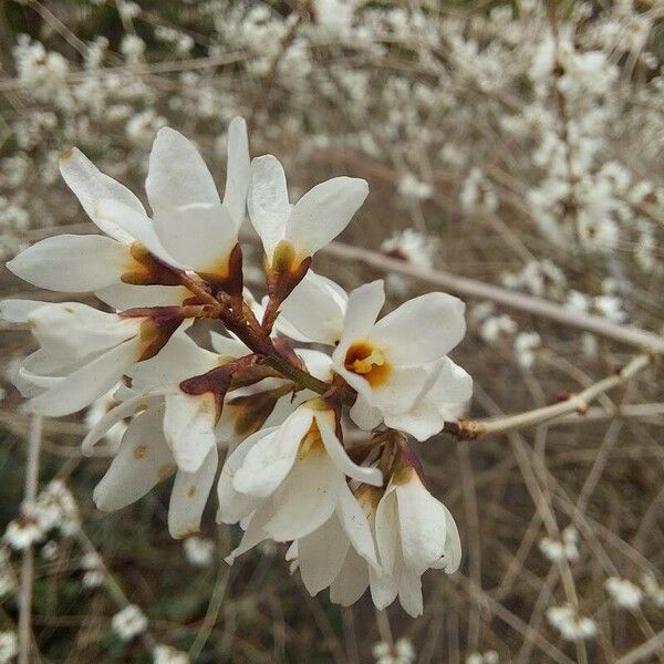 Abeliophyllum distichum 花