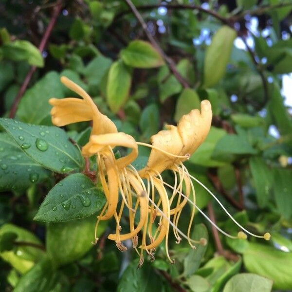 Lonicera japonica Flower