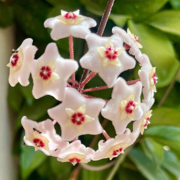 Hoya carnosa Flower