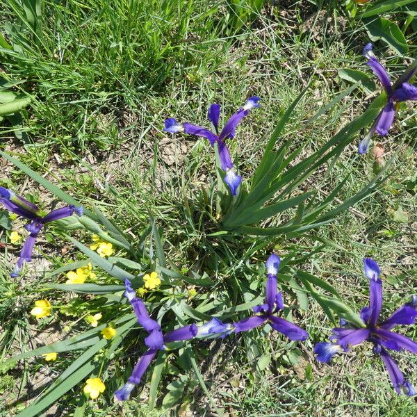 Iris spuria Pokrój