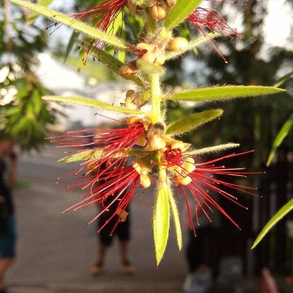 Melaleuca viminalis Flower