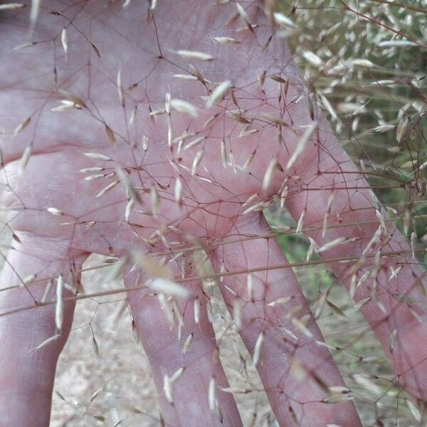 Aira caryophyllea Fruit