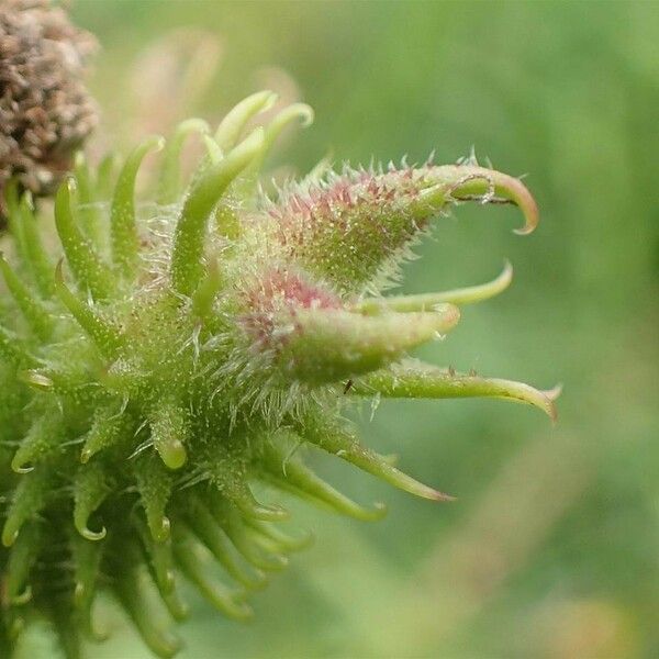 Xanthium orientale Fruit