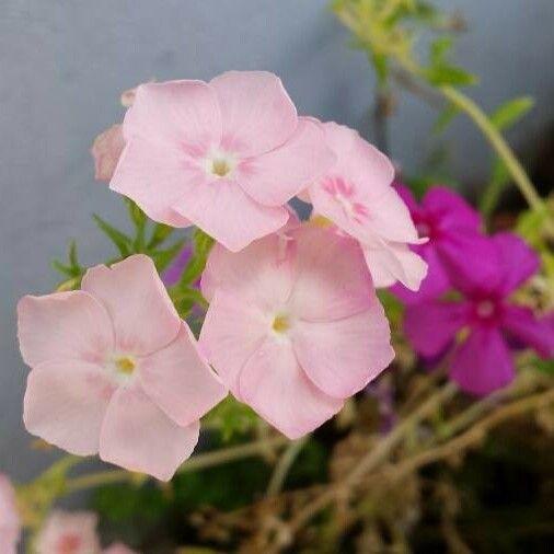 Phlox drummondii Λουλούδι