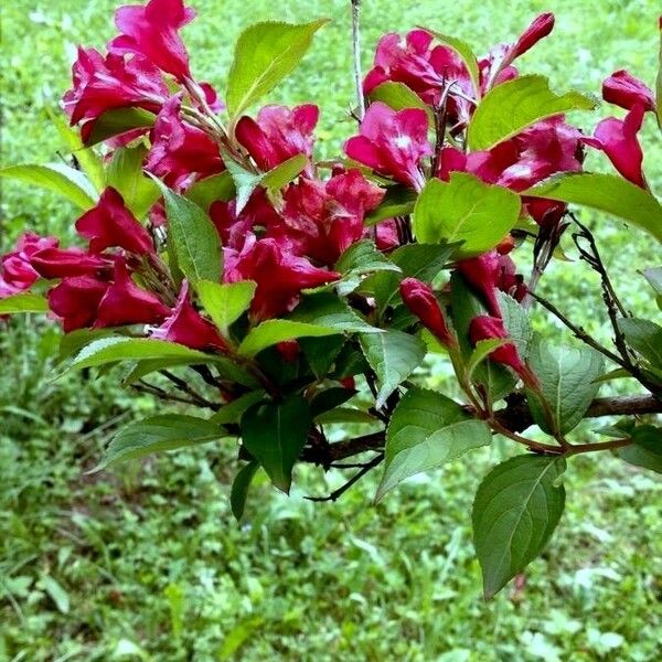 Weigela florida Blomst