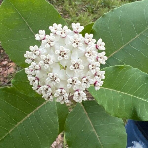 Asclepias variegata Flower