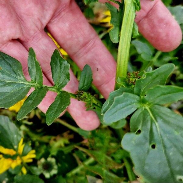 Barbarea vulgaris Лист