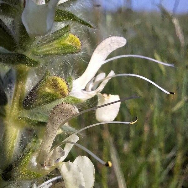 Salvia austriaca Blüte