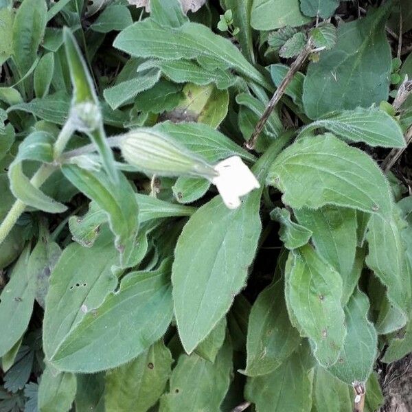 Silene latifolia Ліст