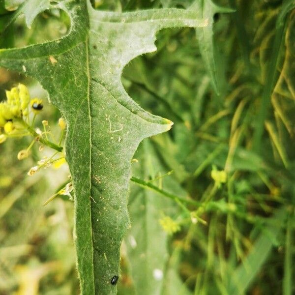 Sisymbrium loeselii Yaprak